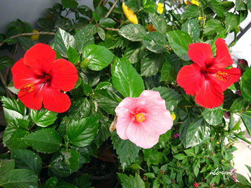 6 loài hoa đẹp thích hợp trồng ngày hè